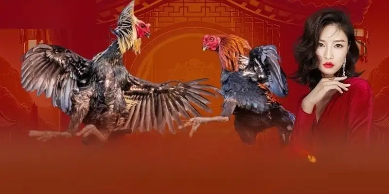 Đá gà Vinbet – Sân chơi cá cược hấp dẫn, đa dạng hình thức