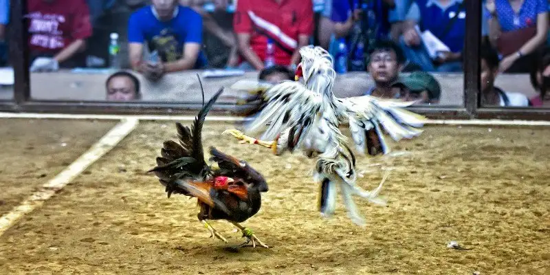 Đá gà Vinbet &#8211; Sân chơi cá cược kịch tính, thắng lớn mỗi ngày